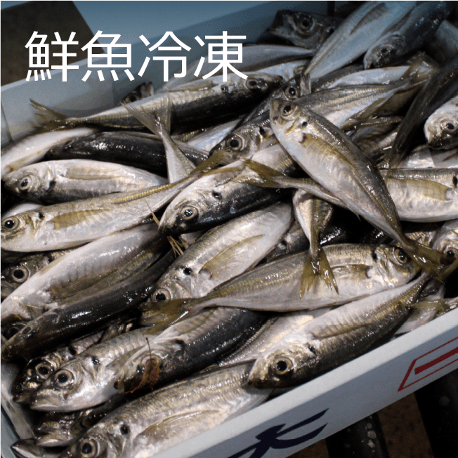 鮮魚冷凍